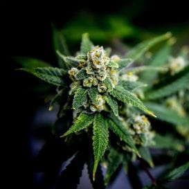 Cann Group secures $11M Mildura site for new cannabis greenhouse Cann Group secures $11M Mildura site for new cannabis greenhouse